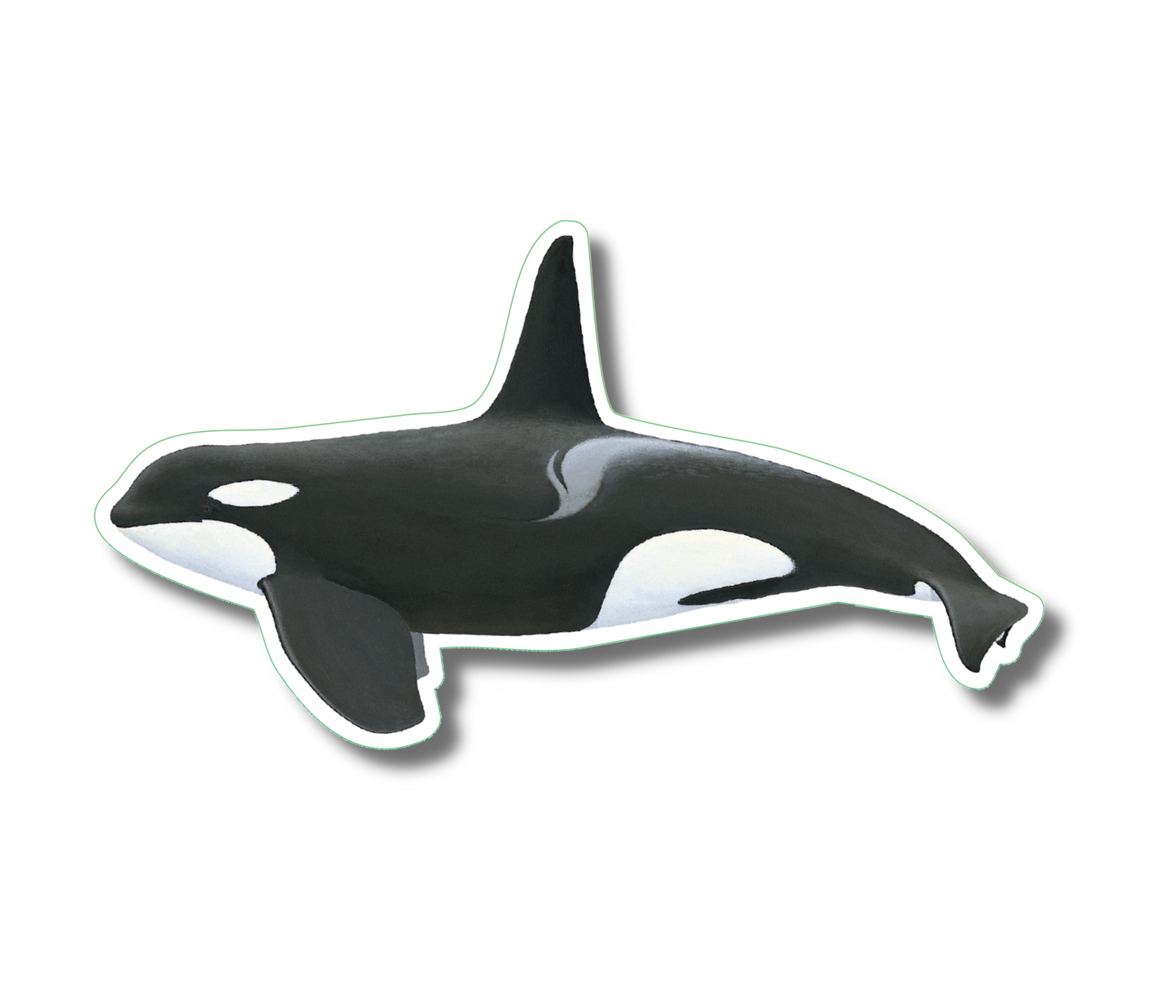 Orca Nature Sticker, 3.5" wide