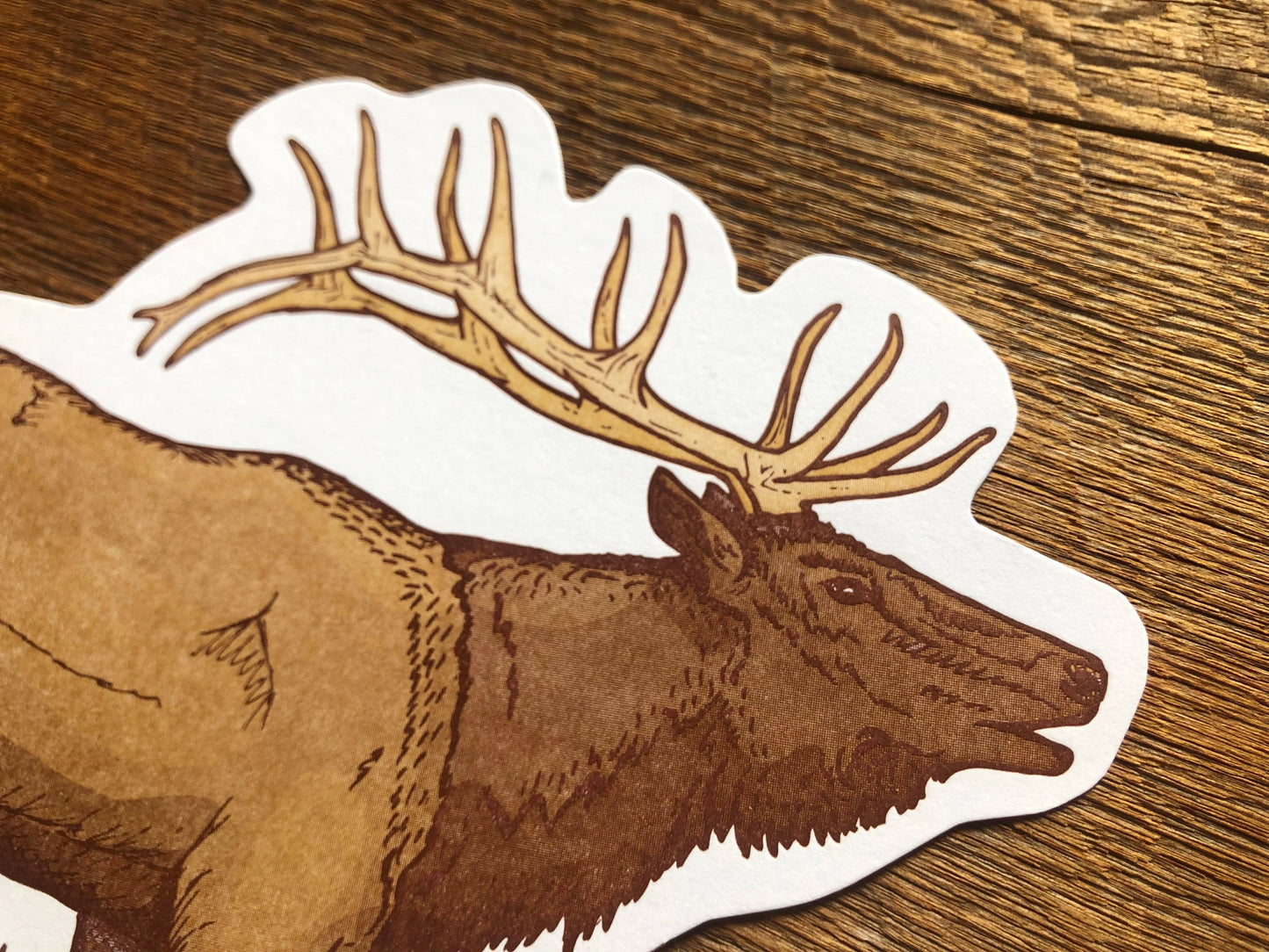 Elk Postcard