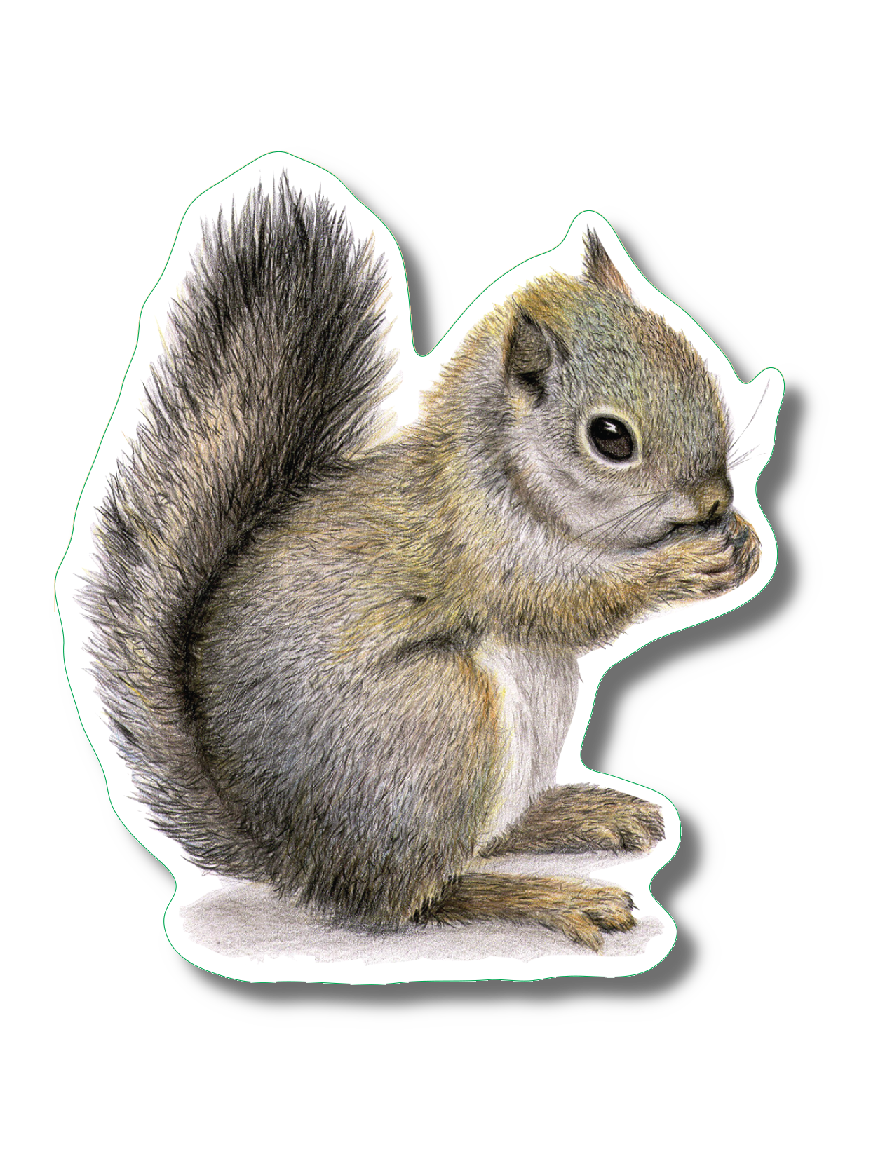 Gray Squirrel I Nature Sticker, 3.5" wide
