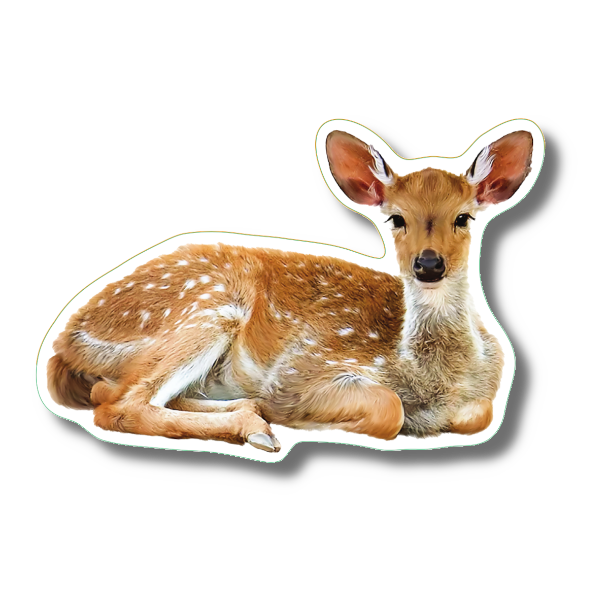 White-tailed Deer Nature Sticker, 3.5" wide