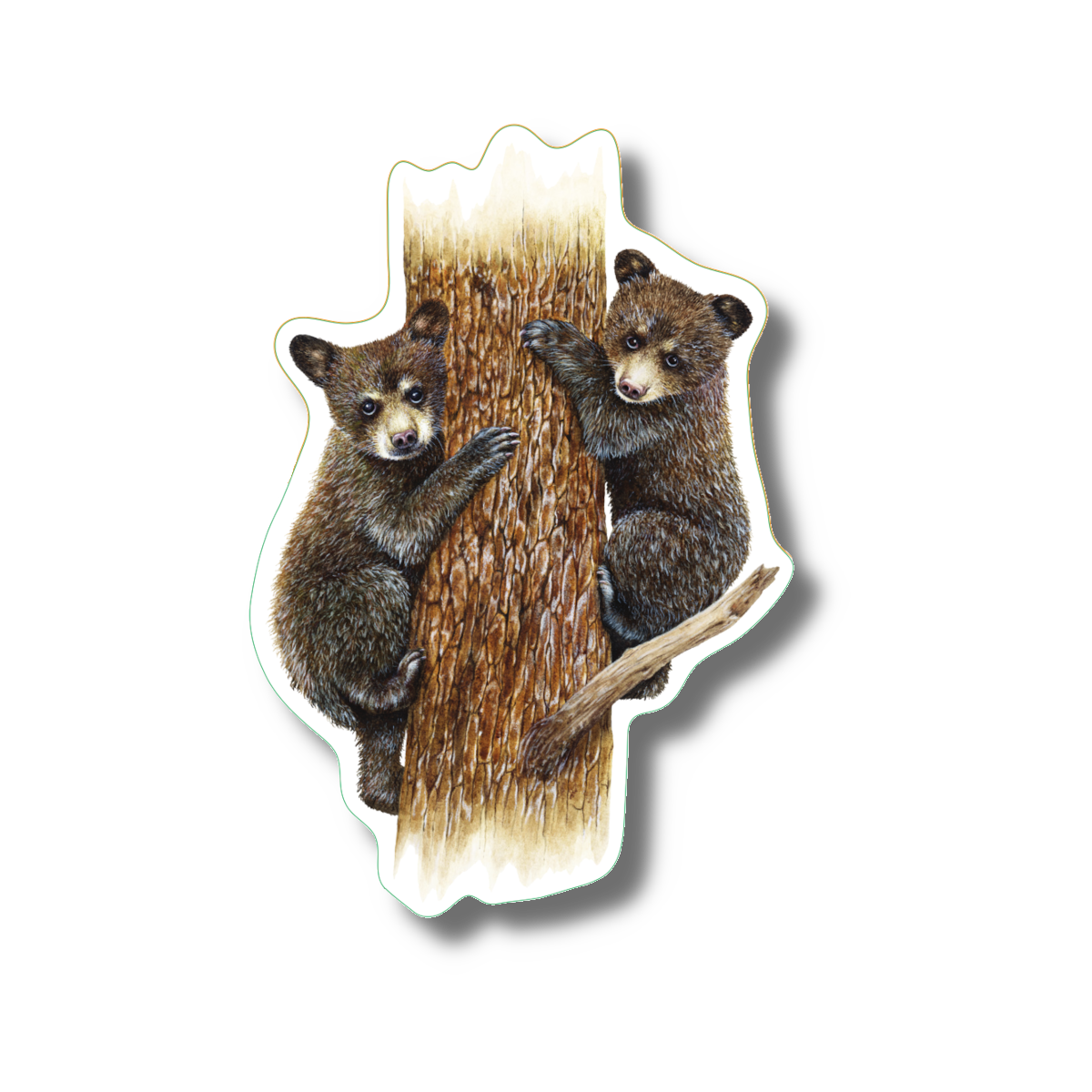American Black Bear Cubs Nature Sticker, 3.5" wide