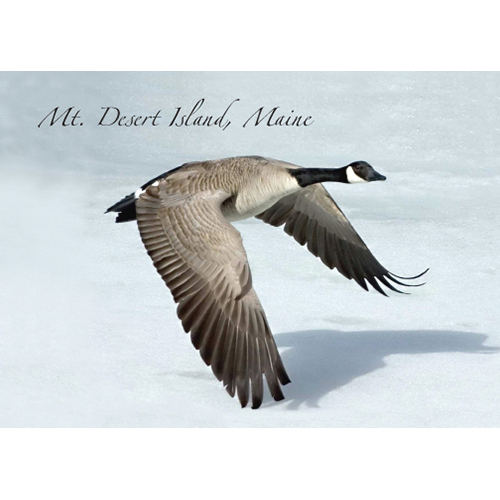 Canada Goose