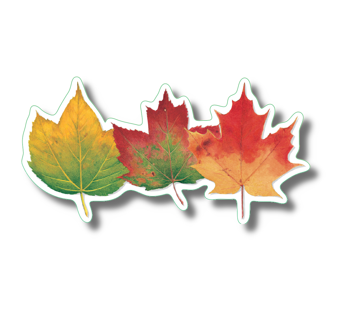Three Maples Nature Sticker, 3.5" wide