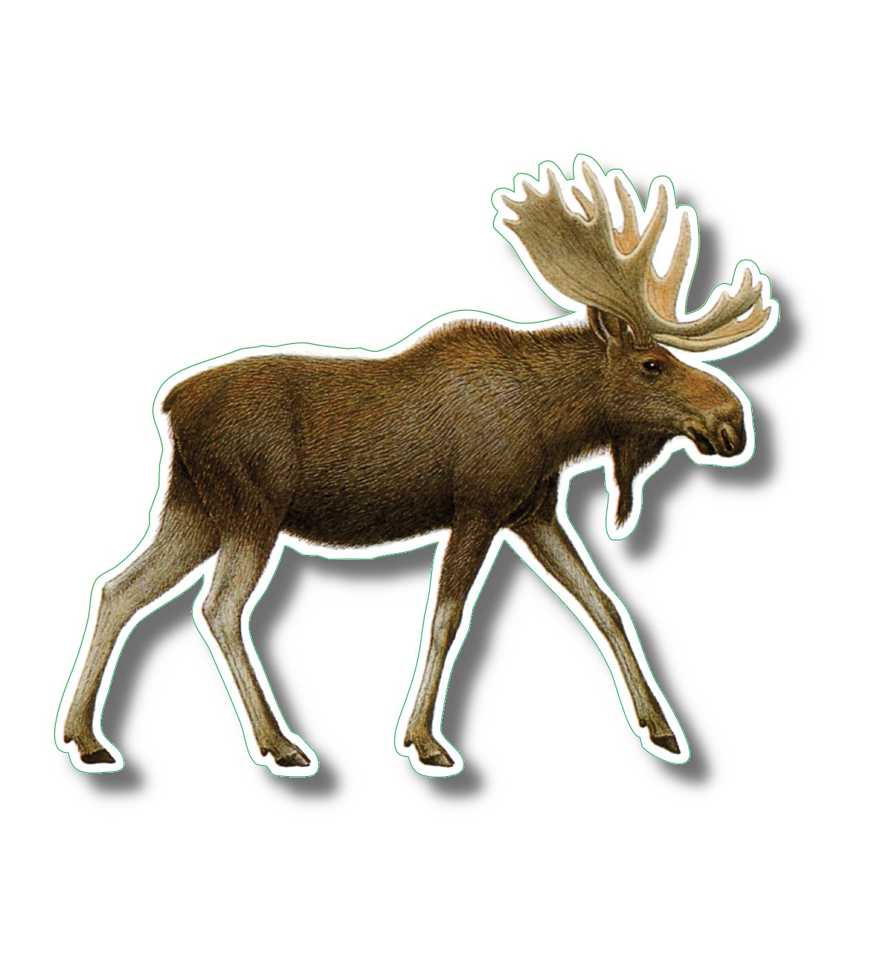 Moose Nature Sticker, 3.5" wide