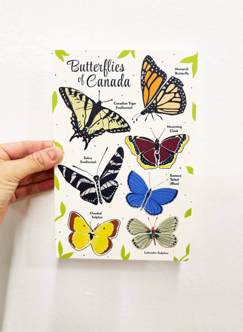 Butterflies of Canada 6x9 Postcard