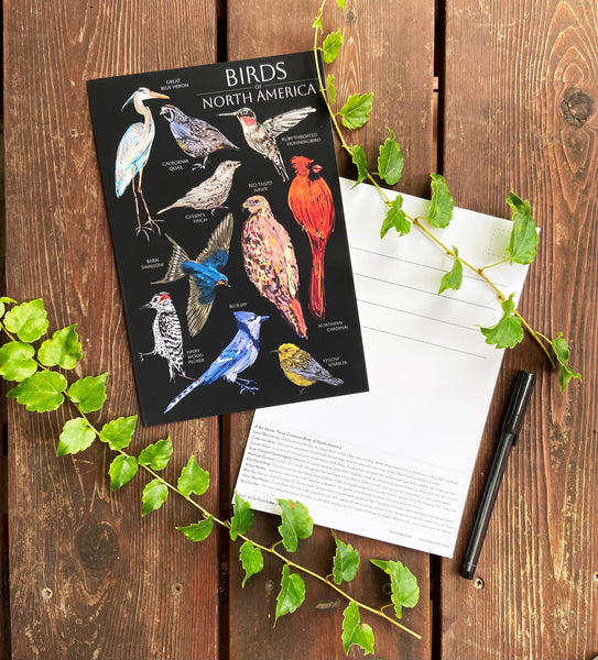 Birds of North America 6x9 Postcard
