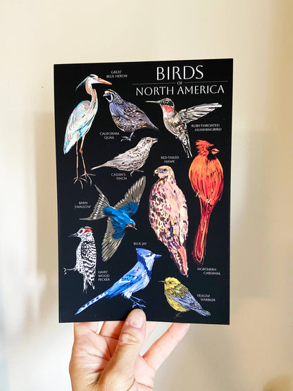 Birds of North America 6x9 Postcard