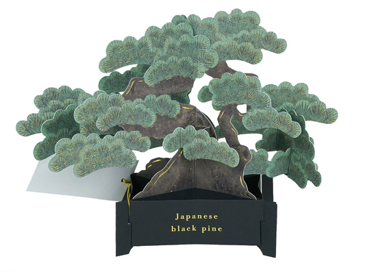 3D Pop-Up Japanese Black Pine Bonsai Greeting Card