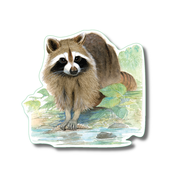 Raccoon  Nature Sticker, 3.5" wide