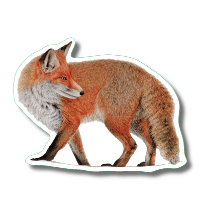 Red Fox Nature Sticker, 3.5" wide