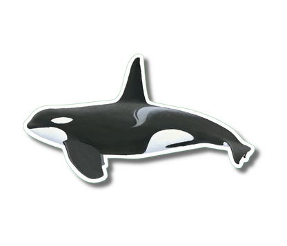 Orca Nature Sticker, 3.5" wide