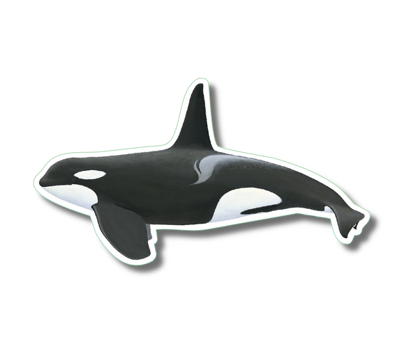 Orca Nature Sticker, 3.5" wide