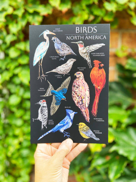Birds of North America 6x9 Postcard
