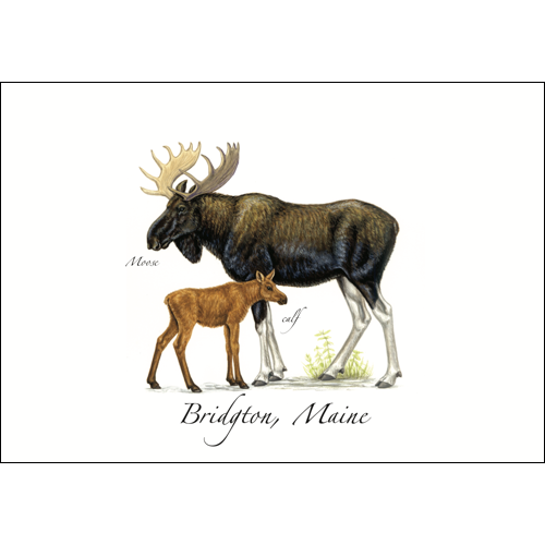 Moose Everyday Greeting Card, Recycled Paper