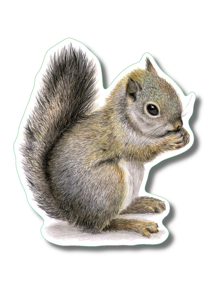 Gray Squirrel I  Nature Sticker, 3.5" wide