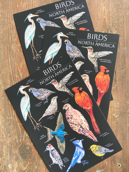 Birds of North America 6x9 Postcard