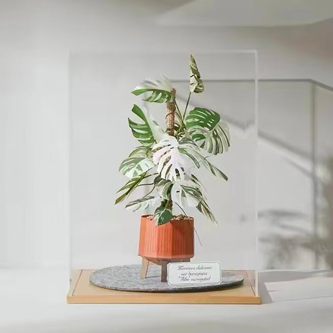 Monstera Albo Paper Plant Display
