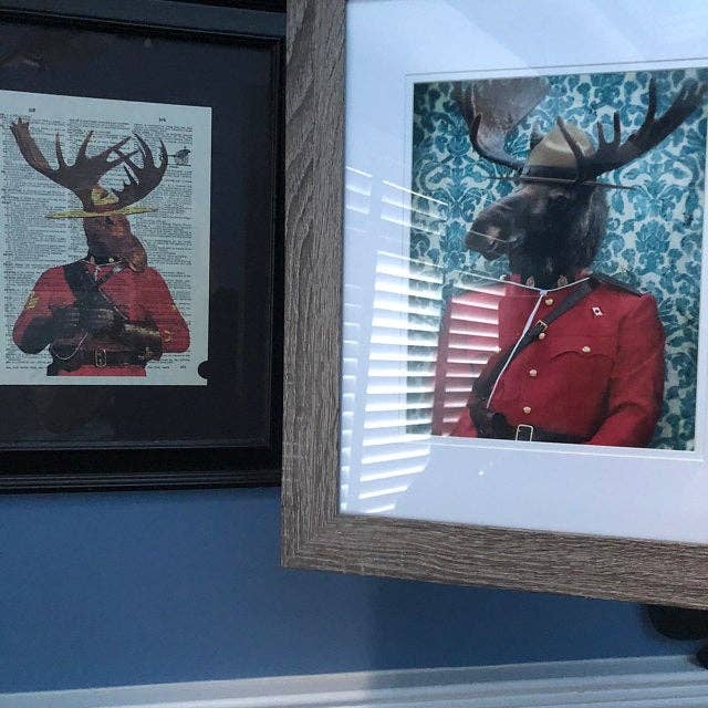 Morris Moose RCMP - Animal Card