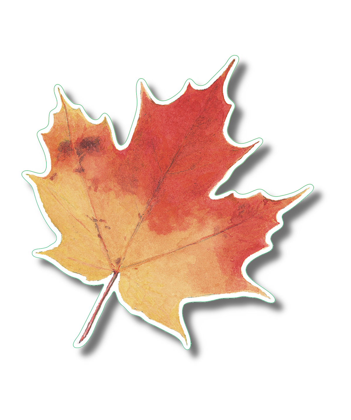 Sugar Maple Leaf Nature Sticker, 3.5" wide