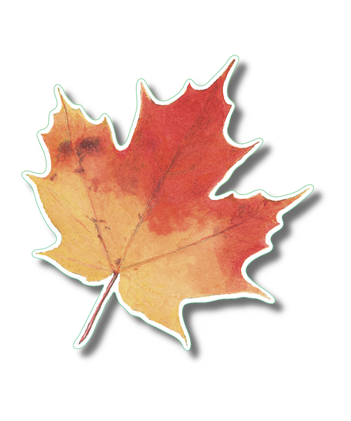 Sugar Maple Leaf Nature Sticker, 3.5" wide