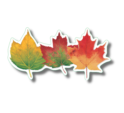 Three Maples Nature Sticker, 3.5" wide