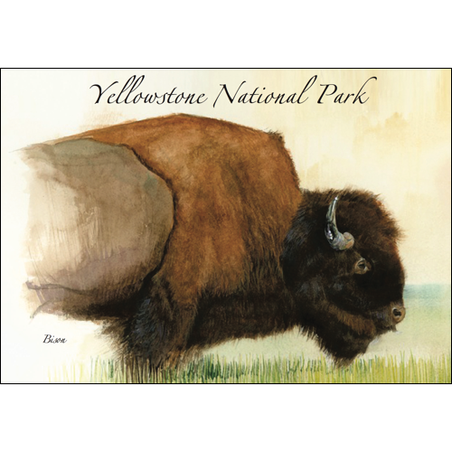 Bison in Profile