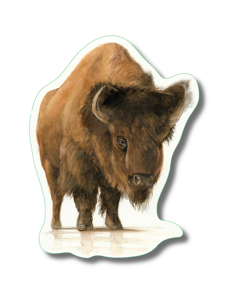 Bison Nature Sticker, 3.5" wide