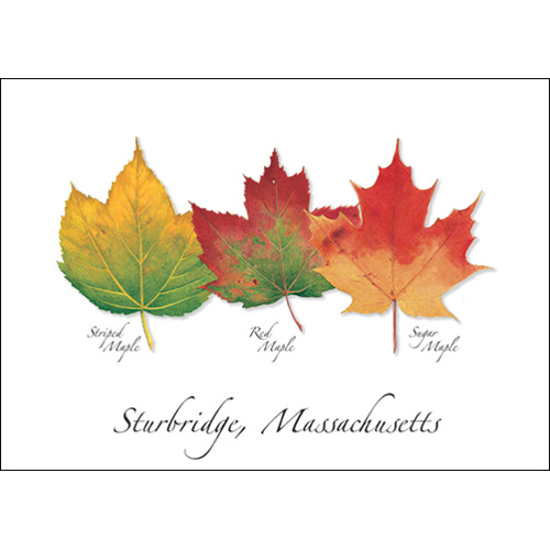 3 Maple Leaves Everyday Greeting Card