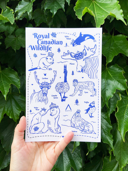 Royal Canadian Wildlife 6x9 Postcard