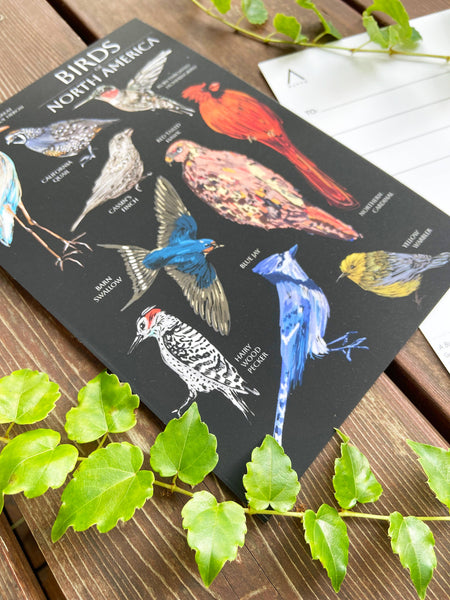 Birds of North America 6x9 Postcard
